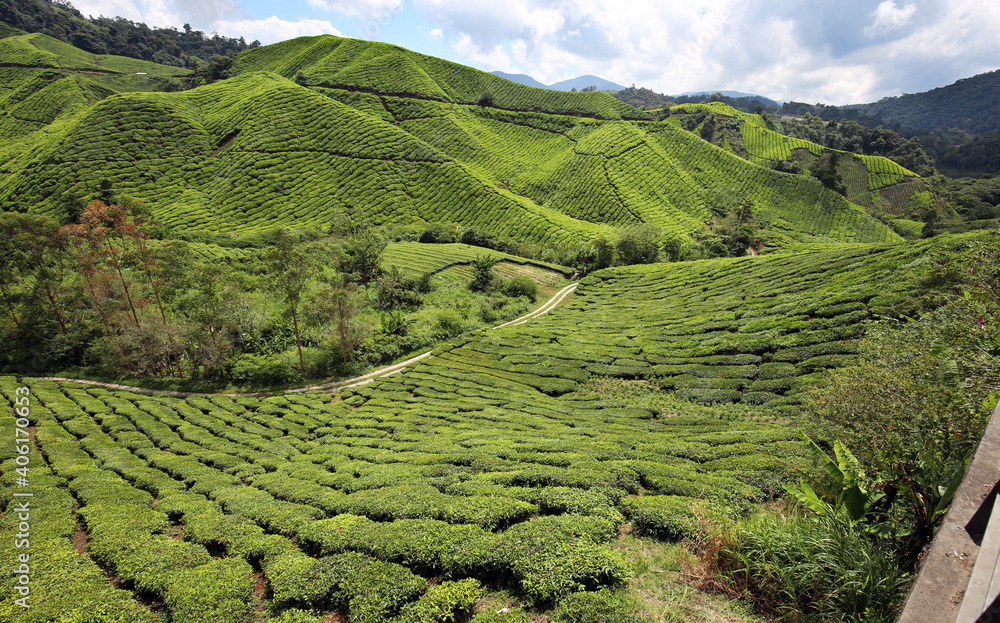 Tea plants on a plantation in Malaysia.