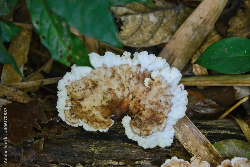 fungus on a fallen log in the Peruvian Amazon fungus on a fallen log in the Peruvian Amazon
