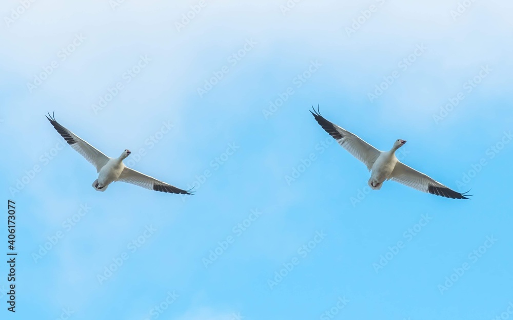 At the end of 2020 shoot from wildlife center 