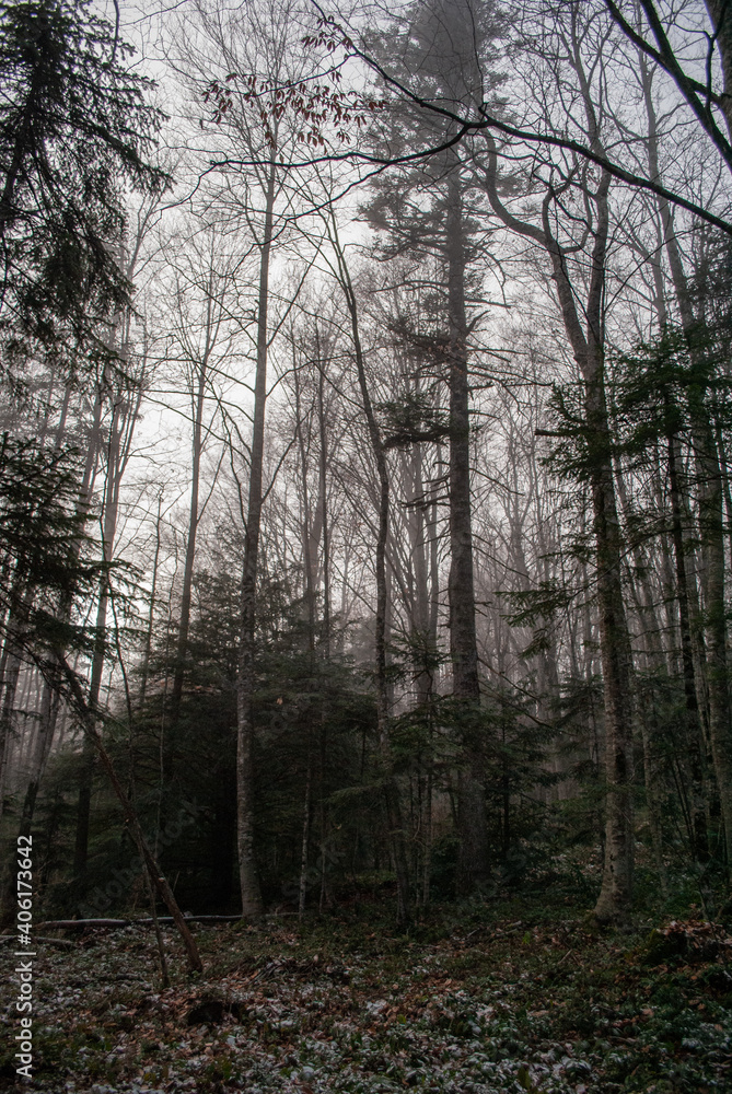 Fototapeta premium Beautiful fairy forest. Winter weather.