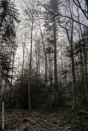 Beautiful fairy forest. Winter weather. © vladorlov