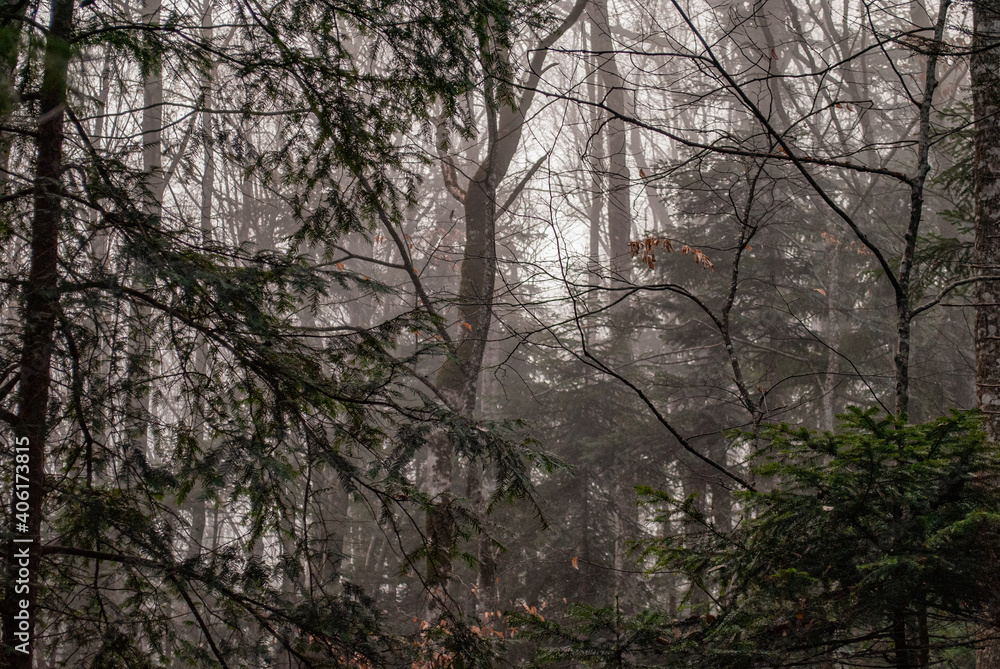 Beautiful fairy forest. Winter weather. Beautiful fairy forest. Winter weather.