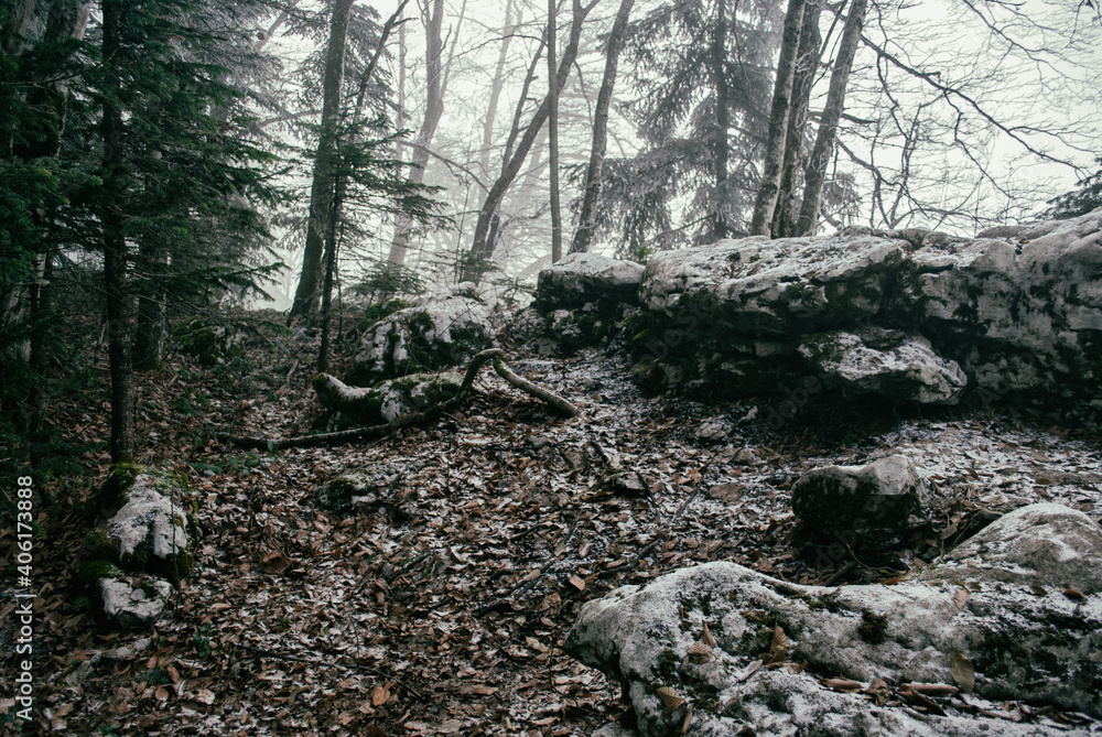 Beautiful fairy forest. Winter weather.