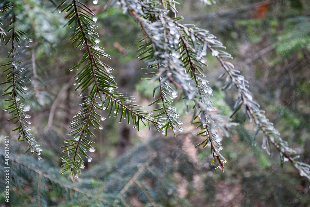Beautiful fairy forest. Winter weather. Beautiful fairy forest. Winter weather.