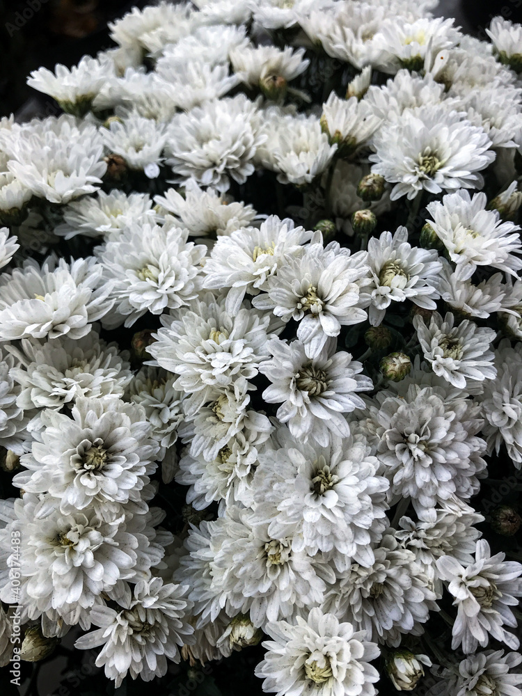 white flowers in the garden white flowers in the garden