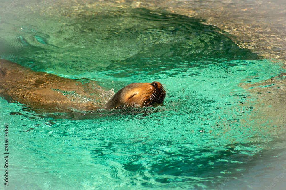 Fototapeta premium Sea Lion