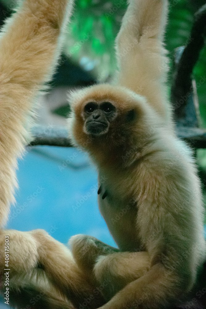 Obraz premium Gibbon