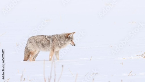 Wallpaper Mural Coyote in the Canadian wilderness Torontodigital.ca