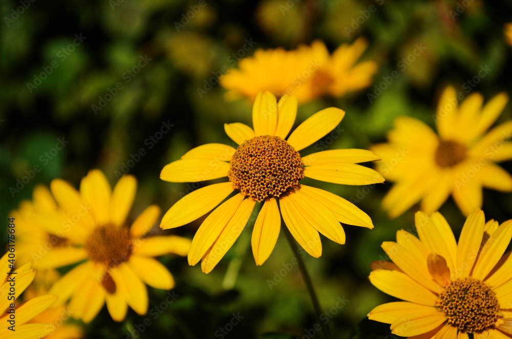 Heliopsis helianthoides, sunflower-like composite flowerheads Heliopsis helianthoides, sunflower-like composite flowerheads