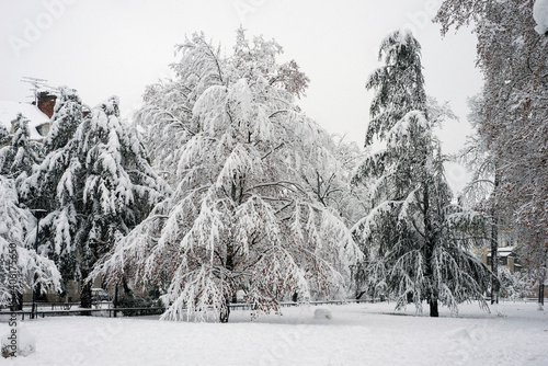 View of trees in a public garden covered by the snow
