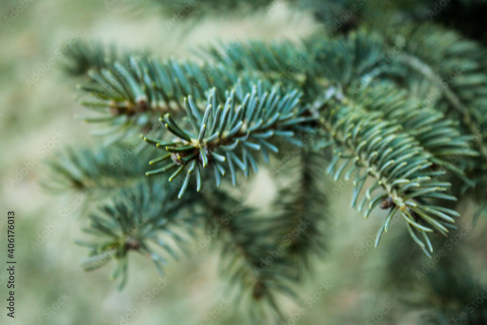 Close Up Photo of Pine Branch Close Up Photo of Pine Branch