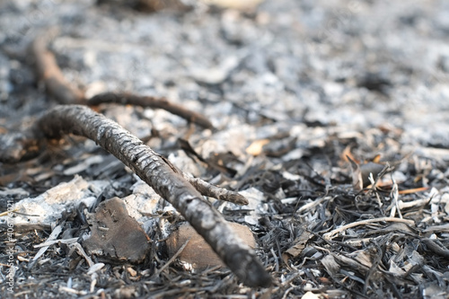 Branch tree burned to charcoal and ashes from the forest fires close up.