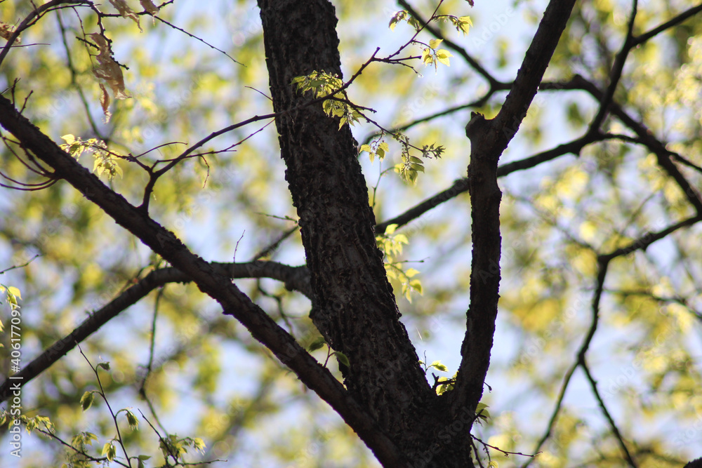 Green Tree Leaves with Branches and Blue Sky Green Tree Leaves with Branches and Blue Sky