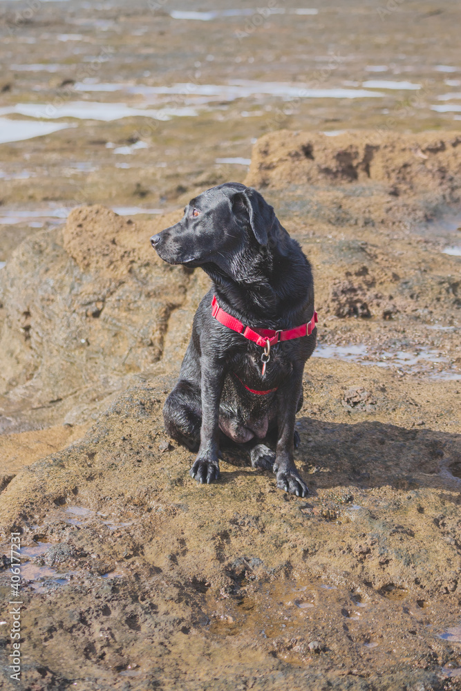 Black Labrador beach