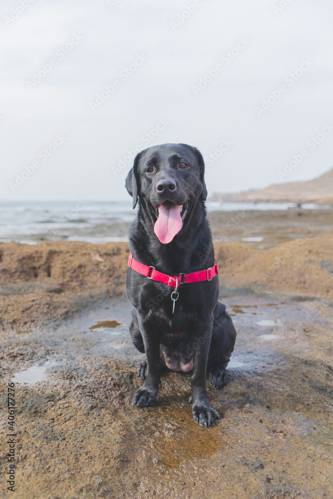 Black Labrador beach