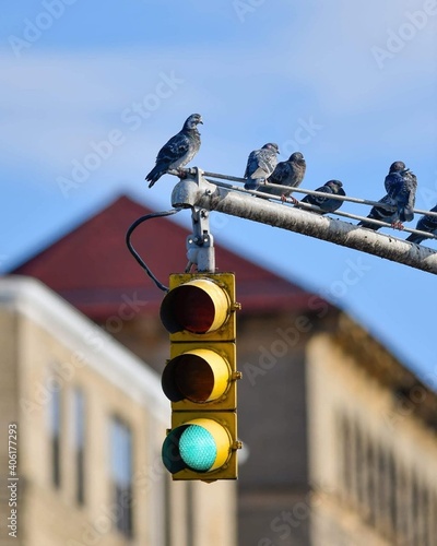 traffic light on the street pigeons resting place