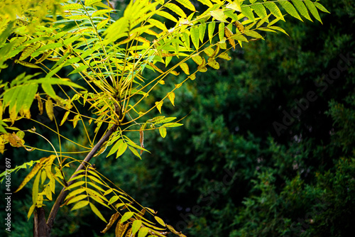 In autumn  green Toon Leaves against a black background