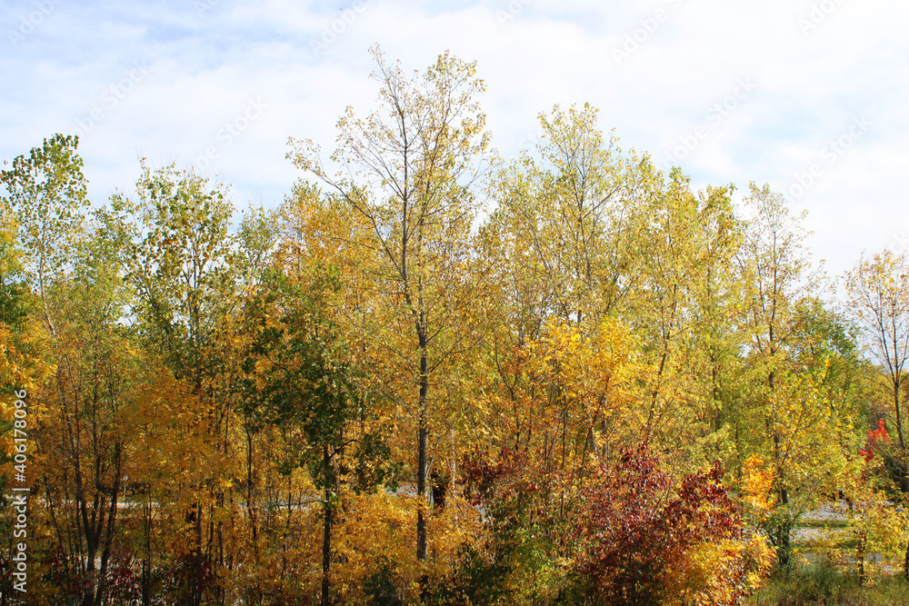 Gold and Green Autumn Trees Outdoors