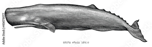 Sperm whale hand draw illustration vintage engraving style black and white clip art isolated on white background