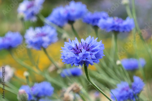 Blue Cornflowers blooming in a wildflower meadow