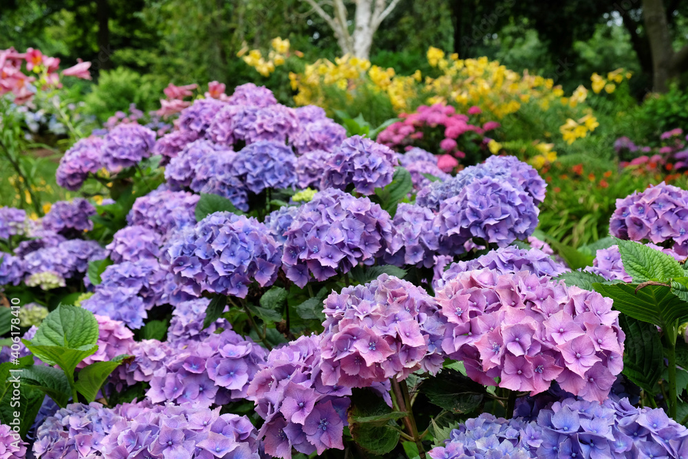 Pink and Violet hydrangea macrophylla 'hamburg' in flower in the summer months Pink and Violet hydrangea macrophylla 'hamburg' in flower in the summer months