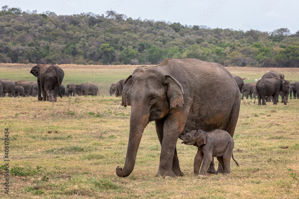 Sri Lankan elephant with calf (Elephas maximus maximus) in Minneriya National Park, Sri Lanka