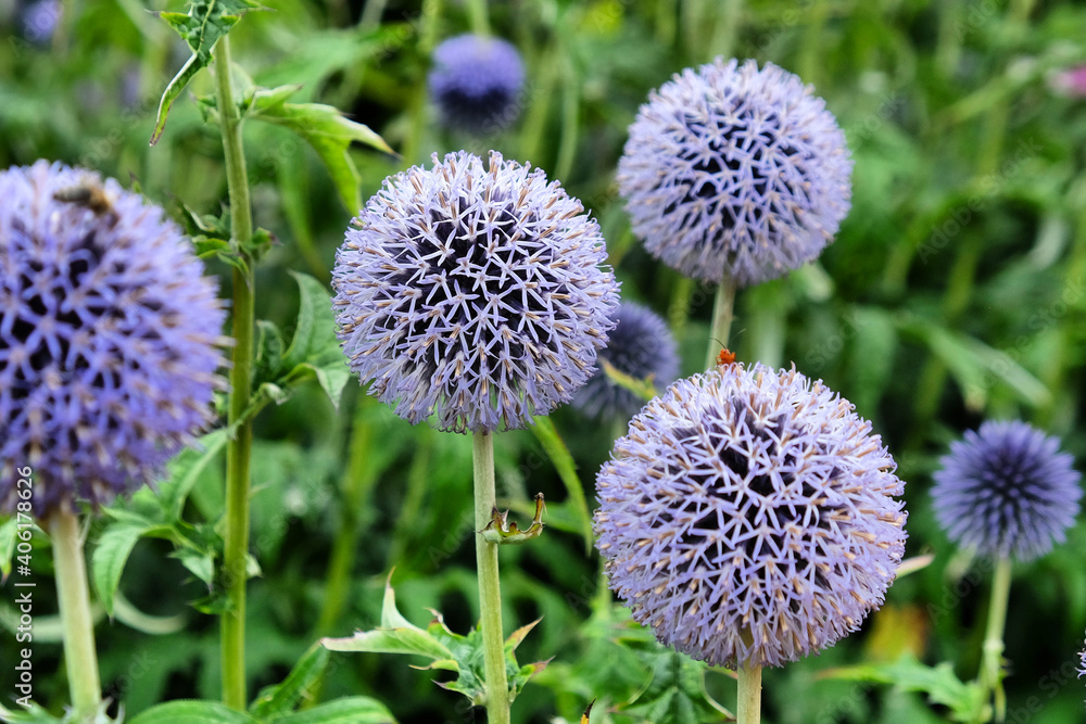 Echinops blue globe thistle in flower during the summer months Echinops blue globe thistle in flower during the summer months