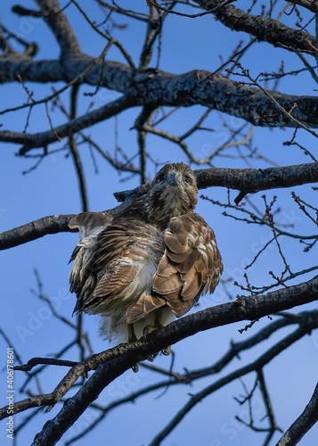 red tailed hawk on a branch