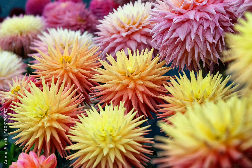 'Ryecroft Zoe' and 'Alred Grille' Cactus dahlias 'Ryecroft Zoe' and 'Alred Grille' Cactus dahlias