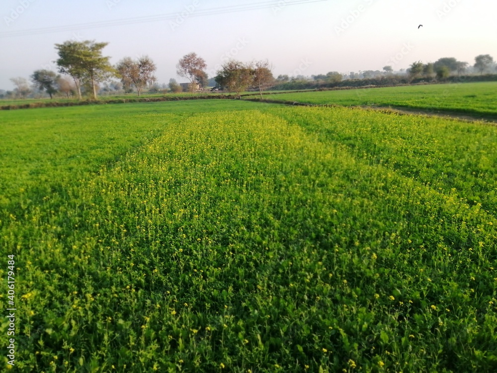 Obraz premium green grass field