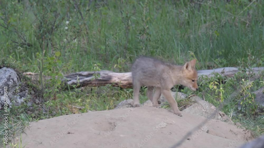Coyote in the Canadian wilderness Coyote in the Canadian wilderness