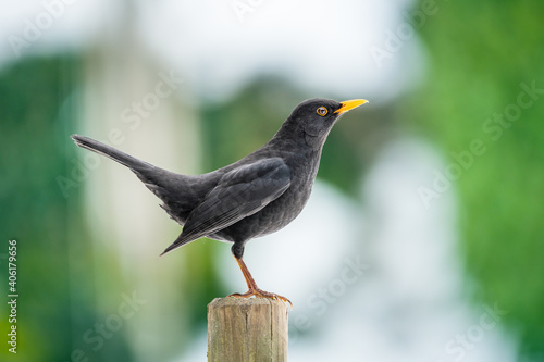 common blackbird (turdus merula) on a fence