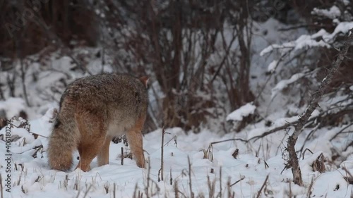 Coyote in the Canadian wilderness photo