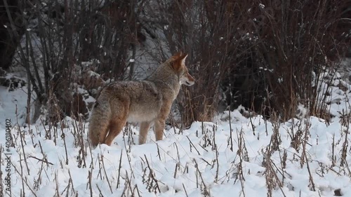 Coyote in the Canadian wilderness photo