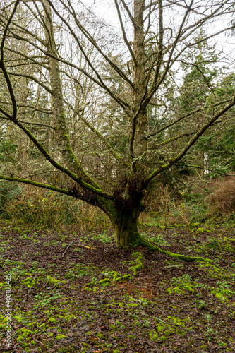 A bare tree covered in moss on a cloudy day in a forest.