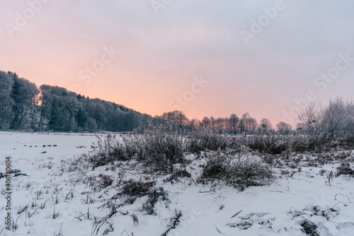 Gefrorenes Schilf mit Eis vor Wald und Schneelandschaft bei Sonnenuntergang © H. Rambold