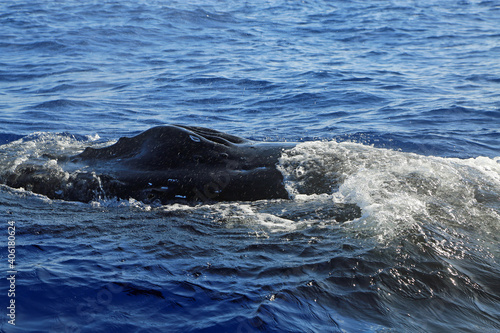 Whales nostril - Humpback whale in Maui, Hawaii © jerzy