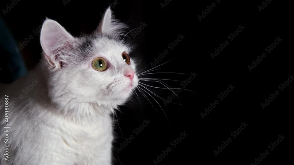 White cat on a black background looks in different directions. White cat on a black background looks in different directions.