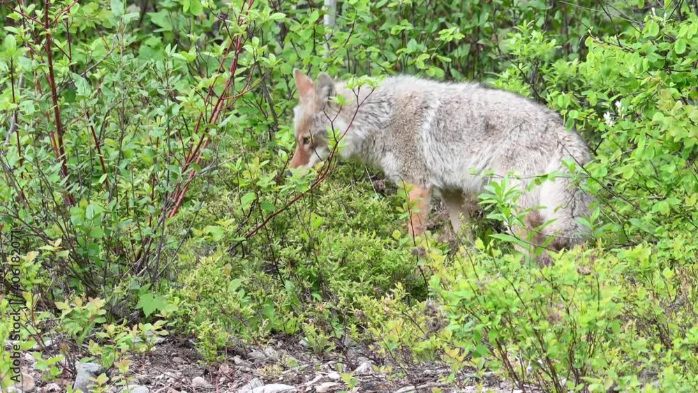 Coyote in the Canadian wilderness Coyote in the Canadian wilderness
