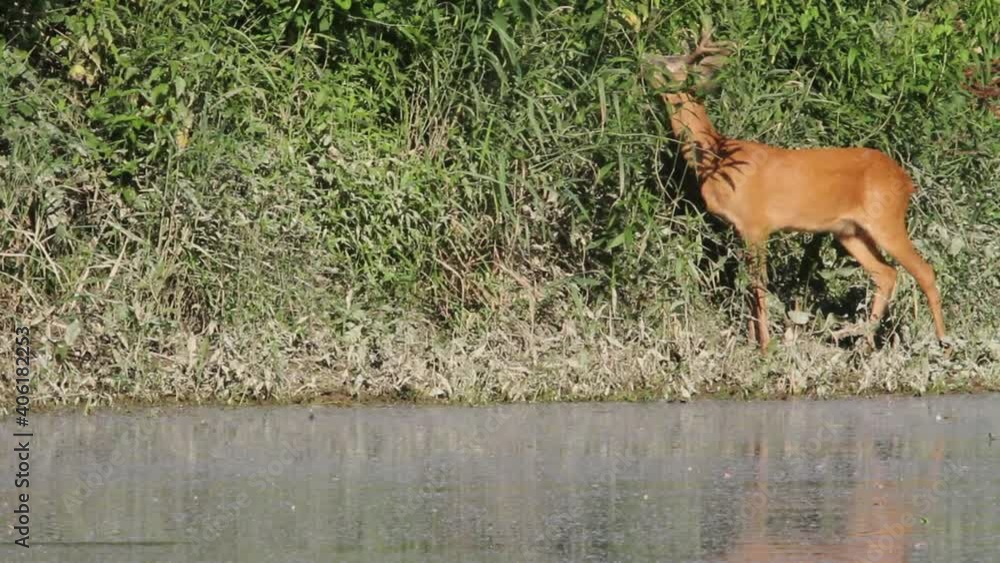 A roe deer near in dry sidebranch of the River Drava A roe deer near in dry sidebranch of the River Drava