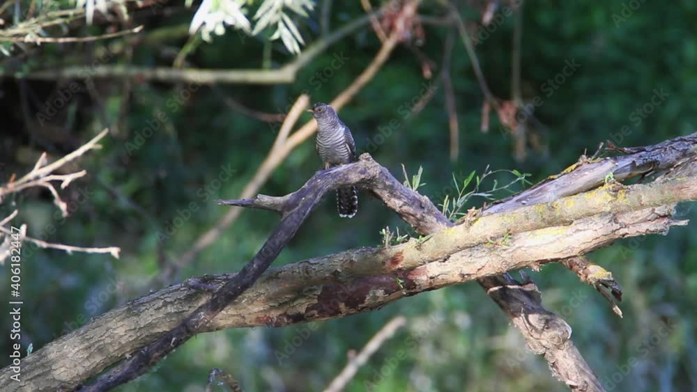 The common cuckoo (Cuculus canorus) on a tree The common cuckoo (Cuculus canorus) on a tree