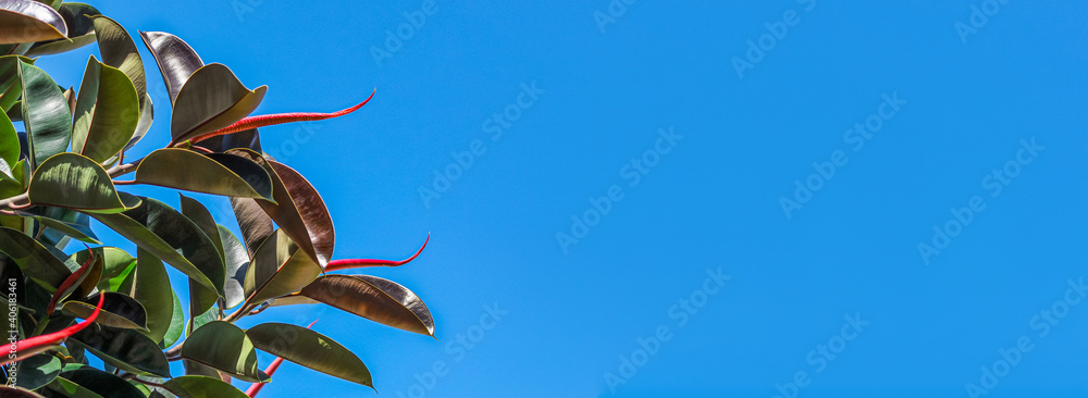 Leaves ficus elastica rubbery, black prince against the blue sky banner.