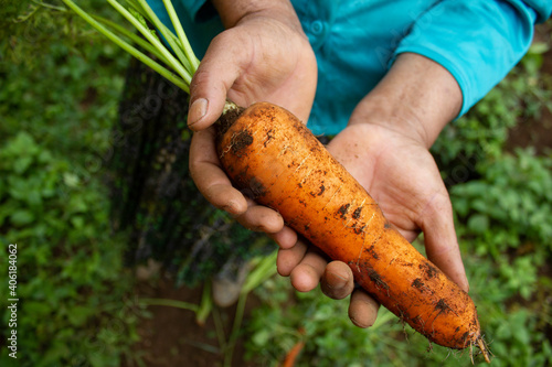 An indigenous lenca woman holding a carrot that is recently harvested