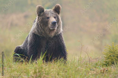 Brown bear (ursus arctos) on the forest in slovak wilderness .