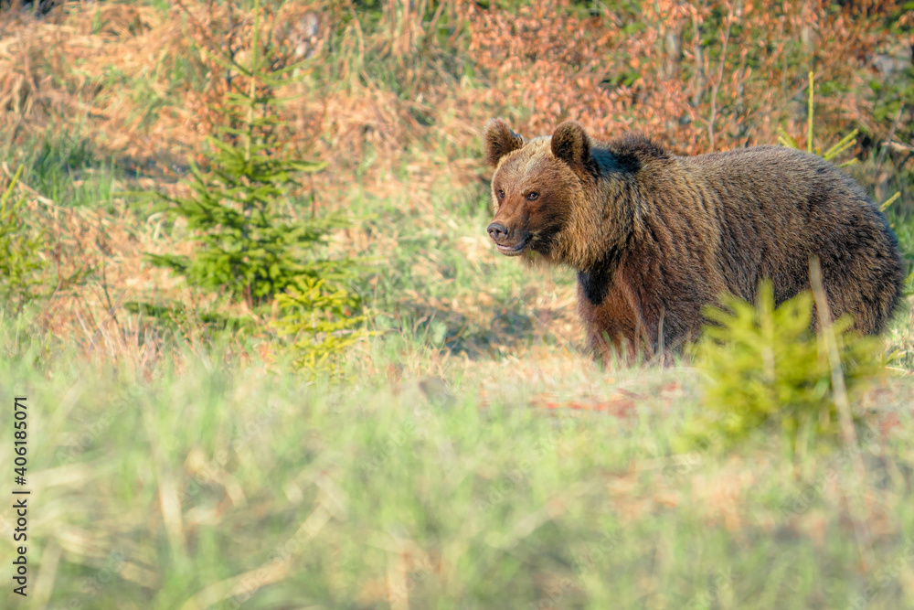 Brown bear (ursus arctos) on the forest in slovak wilderness . Brown bear (ursus arctos) on the forest in slovak wilderness .
