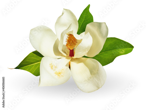 Flower of magnolia , Magnolia grandiflora. Isolated on white background photo