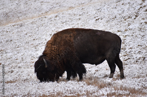 Bison South Dakota 2020