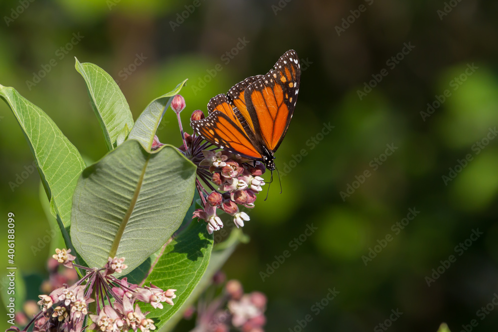 Monarch Butterfly feeding on a common milkweed flower. Monarch Butterfly feeding on a common milkweed flower.