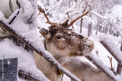 Deer sledding in Levi Finland