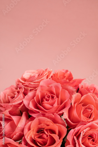 Bouquet of pink roses on pink background